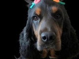 7 chiots Cocker Spaniel Anglais LOF nés avril 2026 à réserver