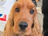 7 chiots Cocker Spaniel Anglais LOF nés avril 2026 à réserver