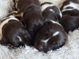 Portée de 11 chiots Chien d'Arrêt Allemand à Poil Dur LOF d'avril 2026 à réserver