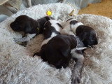 Portée de 11 chiots Chien d'Arrêt Allemand à Poil Dur LOF d'avril 2026 à réserver