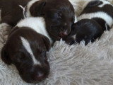 Portée de 11 chiots Chien d'Arrêt Allemand à Poil Dur LOF d'avril 2026 à réserver