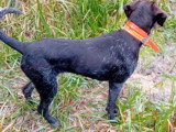 Portée de 11 chiots Chien d'Arrêt Allemand à Poil Dur LOF d'avril 2026 à réserver