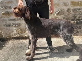 Portée de 11 chiots Chien d'Arrêt Allemand à Poil Dur LOF d'avril 2026 à réserver