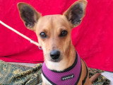 Dilon, jeune Podenco à adopter en association