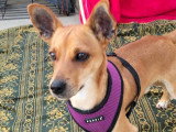 Dilon, jeune Podenco à adopter en association