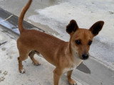 Dilon, jeune Podenco à adopter en association
