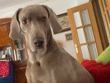 Nami, chienne Braque de Weimar à adopter en association