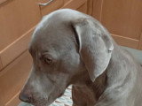 Nami, chienne Braque de Weimar à adopter en association