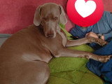 Nami, chienne Braque de Weimar à adopter en association