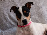 Atila, Bodeguero Andalou à adopter en association