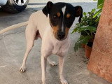 Atila, Bodeguero Andalou à adopter en association