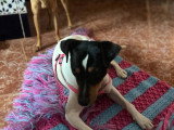 Atila, Bodeguero Andalou à adopter en association