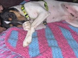 Atila, Bodeguero Andalou à adopter en association