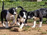 3 chiots femelles Border Collie non LOF de novembre 2025 noires et blanches à vendre