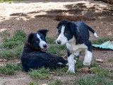 3 chiots femelles Border Collie non LOF de novembre 2025 noires et blanches à vendre