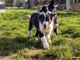 3 chiots femelles Border Collie non LOF de novembre 2025 noires et blanches à vendre