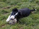 3 chiots femelles Border Collie non LOF de novembre 2025 noires et blanches à vendre