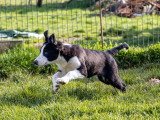 3 chiots femelles Border Collie non LOF de novembre 2025 noires et blanches à vendre