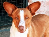 Jack, petit mâle Podenco à adopter en association