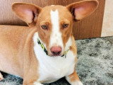Jack, petit mâle Podenco à adopter en association