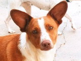Jack, petit mâle Podenco à adopter en association