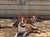 Jack, petit mâle Podenco à adopter en association