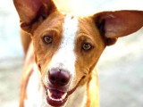 Jack, petit mâle Podenco à adopter en association
