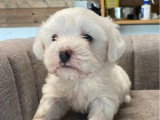 1 chiot femelle Bichon Maltais non LOF à réserver né en mars 2026