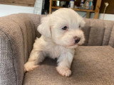 1 chiot femelle Bichon Maltais non LOF à réserver né en mars 2026