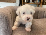1 chiot femelle Bichon Maltais non LOF à réserver né en mars 2026