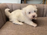 1 chiot femelle Bichon Maltais non LOF à réserver né en mars 2026