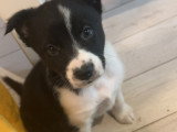 Chiots de type Border-Aussie à vendre (2 femelles)