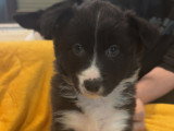 Chiots de type Border-Aussie à vendre (2 femelles)