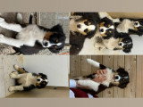 Chiots de type Berger Australien à vendre (1 femelle & 3 mâles)