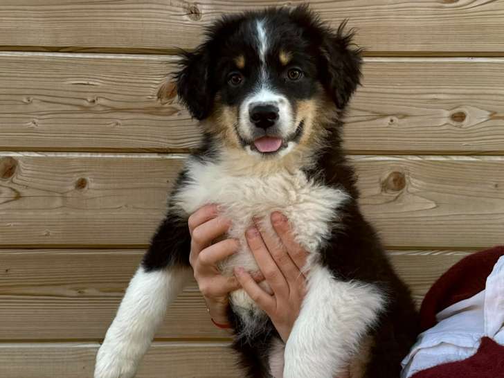 Chiots de type Berger Australien à vendre (1 femelle & 3 mâles)