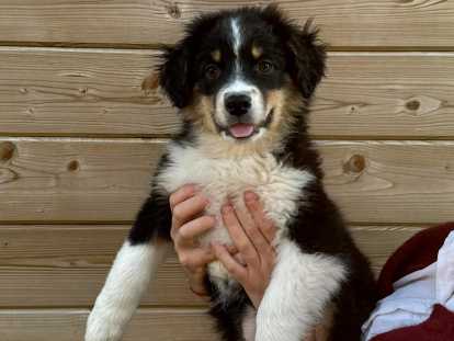 Chiots de type Berger Australien à vendre (1 femelle & 3 mâles)