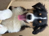Chiots de type Berger Australien à vendre (1 femelle & 3 mâles)