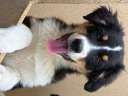 Chiots de type Berger Australien à vendre (1 femelle & 3 mâles)