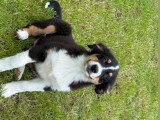 Chiots de type Berger Australien à vendre (1 femelle & 3 mâles)
