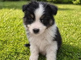 4 chiots Berger Australien mâles noirs bicolores à réserver non LOF