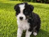 4 chiots Berger Australien mâles noirs bicolores à réserver non LOF