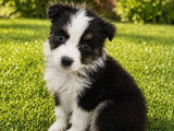 4 chiots Berger Australien mâles noirs bicolores à réserver non LOF