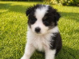 4 chiots Berger Australien mâles noirs bicolores à réserver non LOF