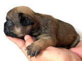 3 chiots Bouledogues Français non LOF d'avril 2026 à réserver