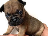 3 chiots Bouledogues Français non LOF d'avril 2026 à réserver