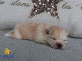 Portée de 3 chiots Spitz Nain à réserver non LOF d'avril 2026