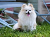 Portée de 3 chiots Spitz Nain à réserver non LOF d'avril 2026