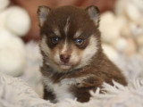 Réservation chiot Pomsky F3 mâle non LOF né en avril 2026