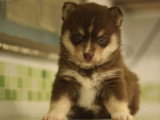 Réservation chiot Pomsky F3 mâle non LOF né en avril 2026