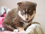 Réservation chiot Pomsky F3 mâle non LOF né en avril 2026
